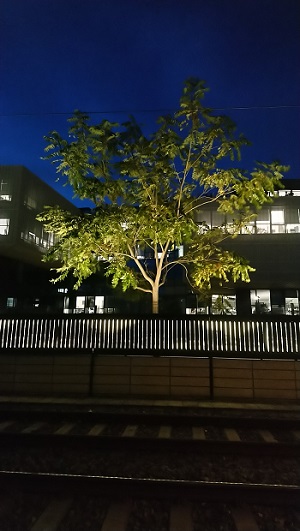 arbre éclairé devant un immeuble